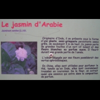 Jasmin, Jasminum Sambac (fam. Oleacees) (Arabie, Inde) (texte)